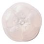 iroha petit PLUM - 4